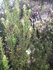Epacris pauciflora