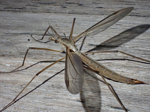 European crane fly