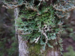 Pseudocyphellaria carpoloma