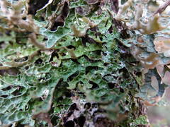 Pseudocyphellaria carpoloma