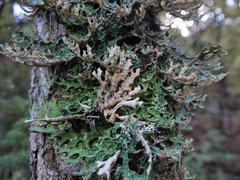 Pseudocyphellaria carpoloma