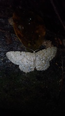 Catoria sublavaria