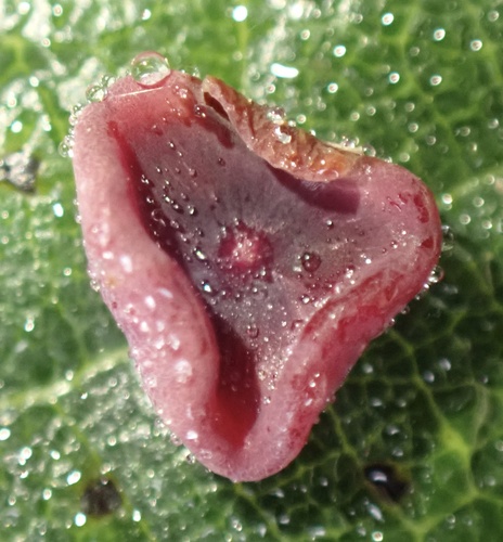Smooth Spangle Gall Wasp, Generaal Spoorkazerne, Ermelo, Gelderland, NL, photo 7 of 10