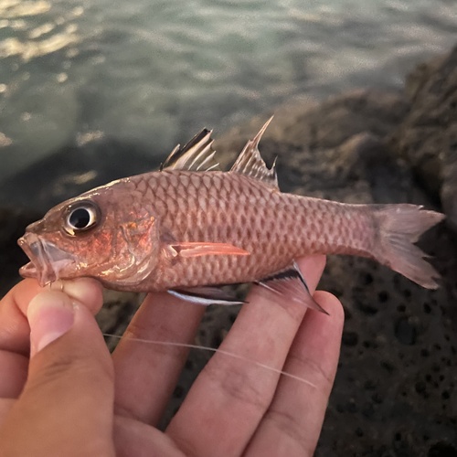 Bandfin cardinalfish (Pristiapogon taeniopterus) — Apogonidae — 2