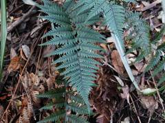 Polystichum neozelandicum neozelandicum