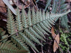 Polystichum neozelandicum neozelandicum