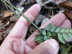 Polystichum neozelandicum neozelandicum