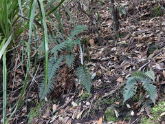 Polystichum neozelandicum neozelandicum