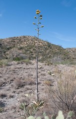 Agave chrysantha