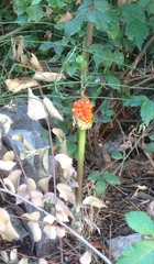 Arum palaestinum