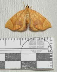 Eulithis diversilineata
