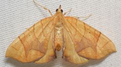Eulithis diversilineata