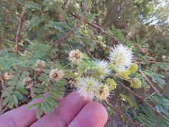 Mimosa aculeaticarpa biuncifera