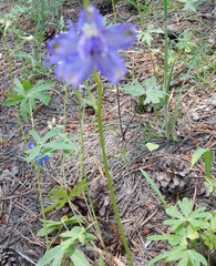 Delphinium gracilentum