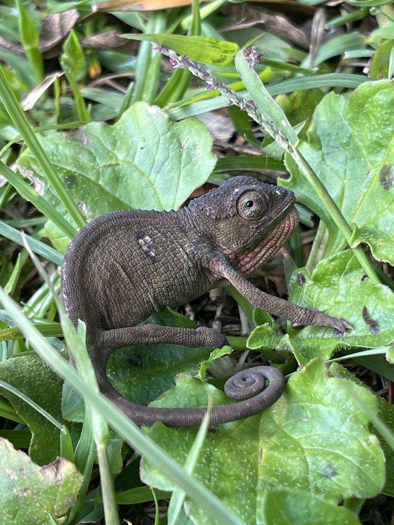 Kigezi Highlands Chameleon