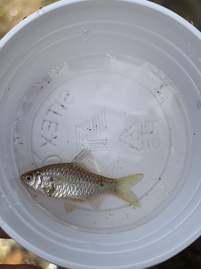 Stoliczka's barb (Pethia stoliczkana) — Cyprinidae