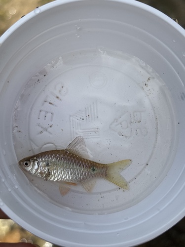 Stoliczka's barb (Pethia stoliczkana) — Cyprinidae