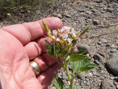 Polanisia dodecandra trachysperma