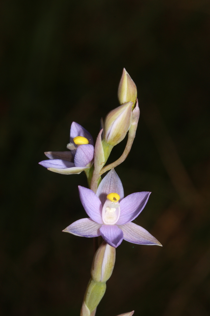 Long-leaved Sun Orchid