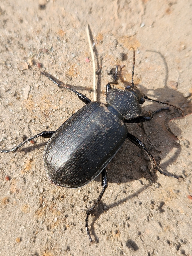 Caminara