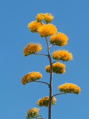 Agave chrysantha