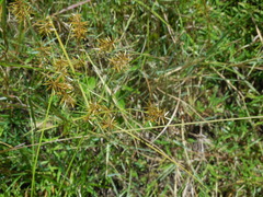 Cyperus polystachyos polystachyos