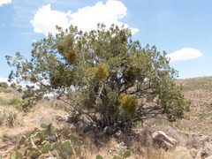 Juniperus arizonica