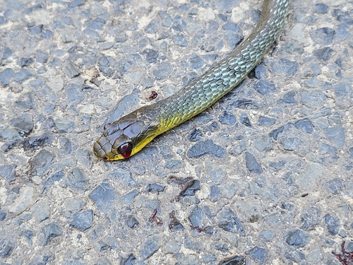 Common Tree Snake sighting