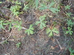 Delphinium gracilentum