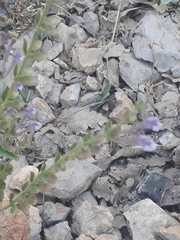 Scutellaria brevibracteata