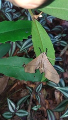 Marumba cristata bukaiana