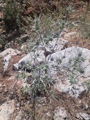 Eryngium billardieri