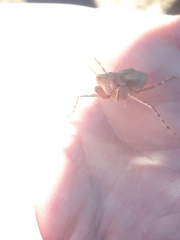 Eremiaphila brunneri