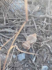 Eremiaphila brunneri