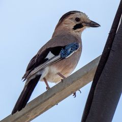 Garrulus glandarius atricapillus