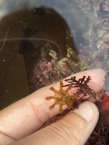 stalked jellyfish