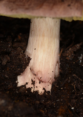 Porpoloma