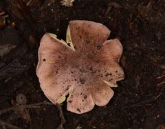 Porpoloma