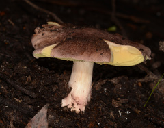 Porpoloma