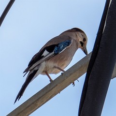 Garrulus glandarius atricapillus