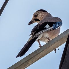 Garrulus glandarius atricapillus