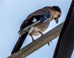 Garrulus glandarius atricapillus