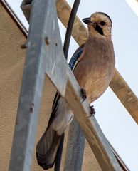 Garrulus glandarius atricapillus