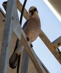 Garrulus glandarius atricapillus