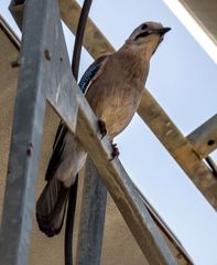 Garrulus glandarius atricapillus