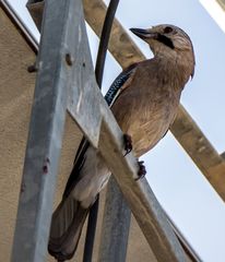 Garrulus glandarius atricapillus