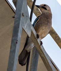 Garrulus glandarius atricapillus
