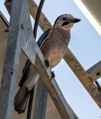 Garrulus glandarius atricapillus