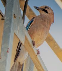 Garrulus glandarius atricapillus