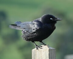 Little Raven photo 1
